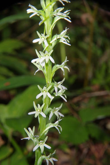 Piperia elegans